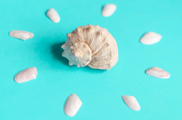 Sea shells on a pastel blue background. Summer concept, tourism, flat lay, copy space, top view.