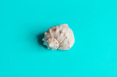 Merkezde bir deniz kabuğu var, mavi bir arka planda. Yaz konsepti, turizm, düz döşeme, fotokopi alanı, üst görünüm.