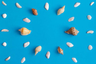 Pastel mavi arka planda fotokopi alanı olan çeşitli deniz kabuğu desenleri. Yaz düzlüğü.