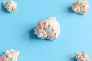 Pastel mavi arka planda deniz kabukları. Yaz konsepti, turizm, düz döşeme, fotokopi alanı, üst görünüm.