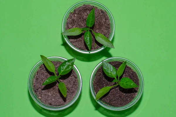 A close up of young plantlets of sweet pepper in a plastic pots on green background. Bell pepper seedlings, top view — Stock Photo, Image