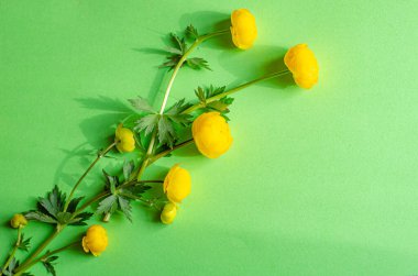 yellow flowers of Trollius europaeus on a green background. Sunny, bright shadows. Holiday concept, greeting card. clipart