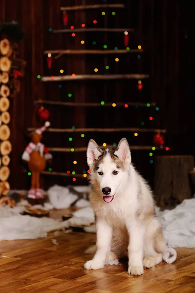 Perro en el fondo del árbol de Navidad — Foto de Stock