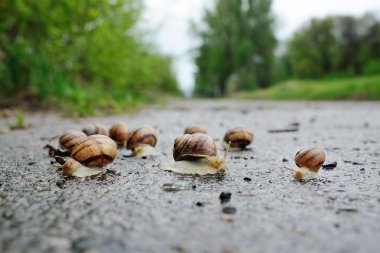 salyangoz bir arka plan üzerinde asfalt üzerinde yağmur sonra bir sürü