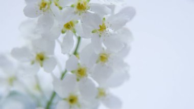Erik ve kayısı beyaz çiçek şube