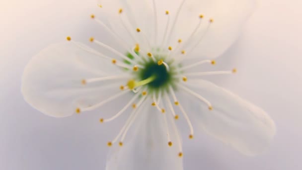 Vit fjäder apple eller cherry blossom på vit bakgrund — Stockvideo