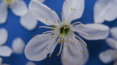 Beyaz bahar elma ya da kiraz çiçeği