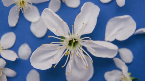 Manzana blanca de primavera o flor de cerezo — Vídeos de Stock