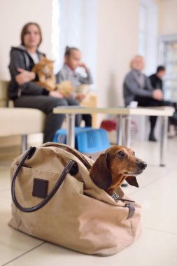 İnsanlar ile onların pets veteriner kliniğinde muayene için bekliyor. Hayvan sağlığı