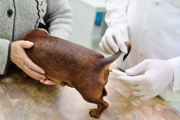 Visita medica di bassotti di cane in una clinica veterinaria — Foto Stock