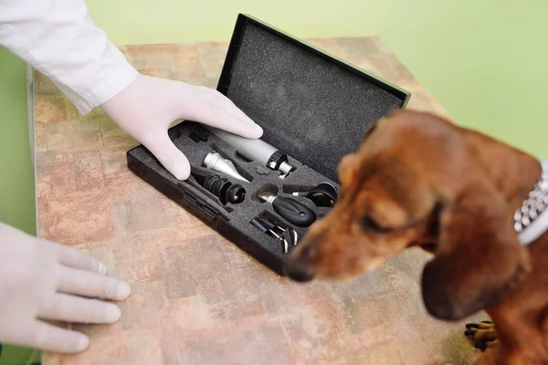 Visita medica di bassotti di cane in una clinica veterinaria — Foto Stock