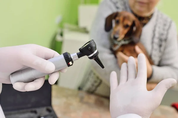 Visita medica di bassotti di cane in una clinica veterinaria — Foto Stock