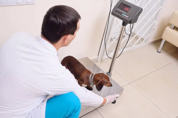 Il veterinario pesa il cane — Foto Stock