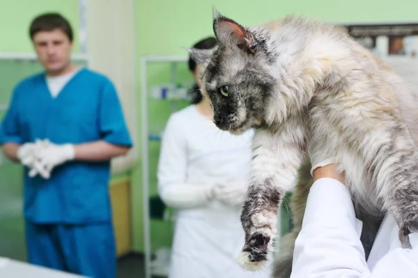 Il veterinario esamina il gatto — Foto Stock