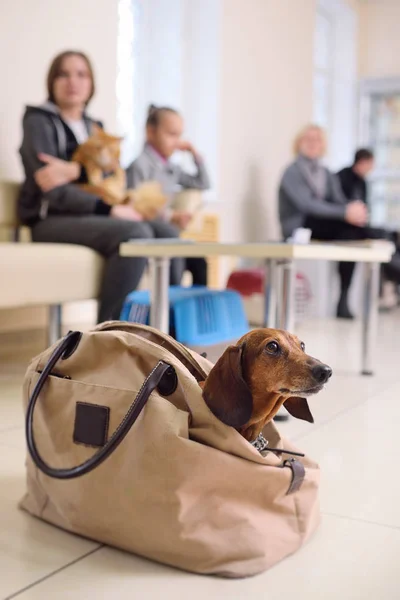 Le persone con i loro animali domestici stanno aspettando una visita medica presso la clinica veterinaria. Sanità animale — Foto Stock