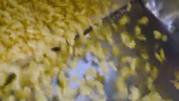 Planten en voedsel productie van pasta. — Stockvideo