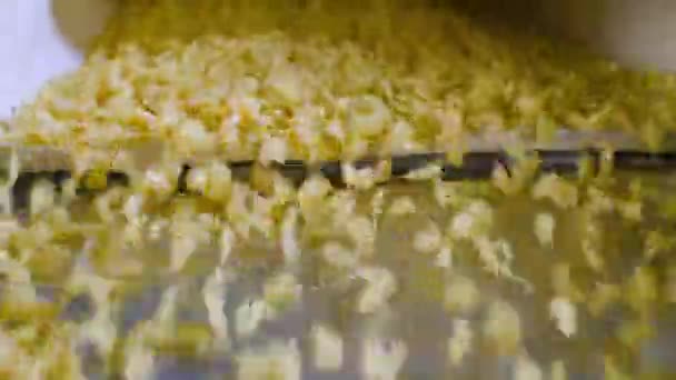 Produzione vegetale e alimentare di pasta . — Video Stock