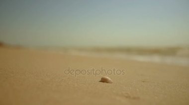 kum deniz arka plan üzerinde bir deniz kabuğu