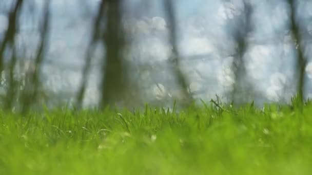 Een honingbij of een hommel vliegt over het gras verse lente — Stockvideo