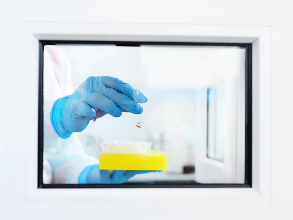 Ученый или сотрудник научной химической и бактериологической лаборатории сдает образец крови в специальное лабораторное окно ПЦР ДНК . — стоковое фото