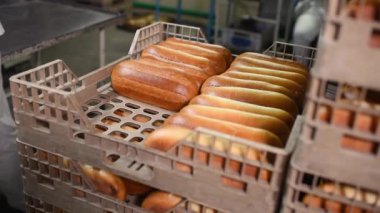 Genç Baker bir üretim bandından taze somun ve hamur işlerini alıyor ve onları ekmek dükkanlarına taşımak için plastik tepsilere koyuyor.