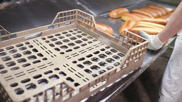 年轻的贝克从生产线或容器中取出新鲜的面包和糕点，放在塑料盘子中运往面包店 — 图库视频影像