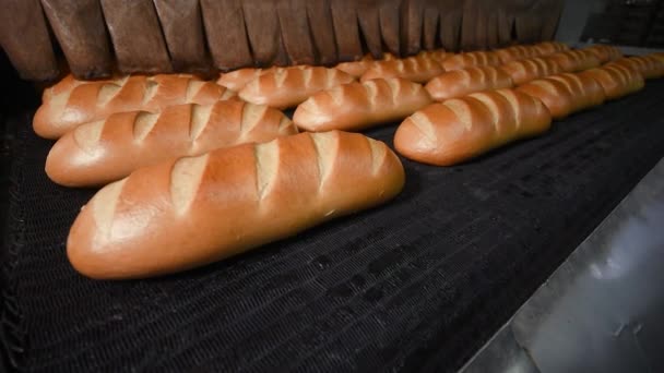 Panes de pan y panes en la línea de producción de la panadería — Vídeo de stock
