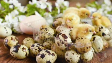 Küçük sarı tavuklara yakın çekim veya bıldırcın yavruları beyaz bahar çiçeklerinin arka planında bıldırcın yumurtalarıyla plastik ambalajda..