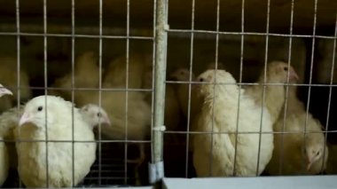 Yetişkin beyaz bıldırcın bir tavuk çiftliğinde yemek yiyor ve su içiyor.