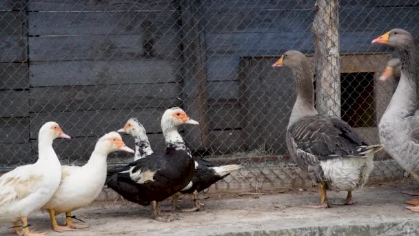 Gansos y patos almizcleros en un paseo en el fondo de una granja avícola — Vídeos de Stock