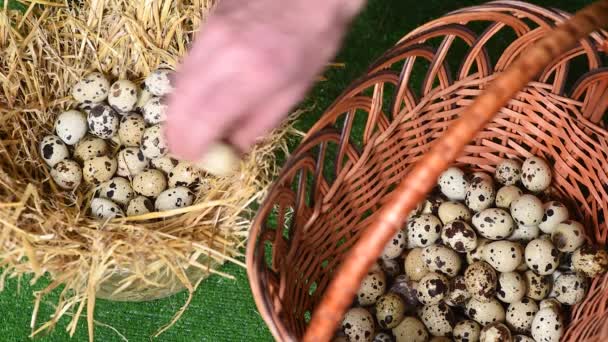 Ένας αγρότης χέρι-up μετακινεί τα αυγά ορτυκιού από μια φωλιά σανού σε ένα ψάθινο καλάθι. — Αρχείο Βίντεο