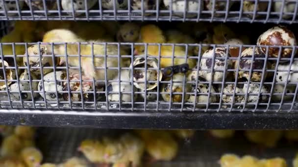 Nowonarodzone przepiórki pisklęta zbliżyć w inkubatorze — Wideo stockowe