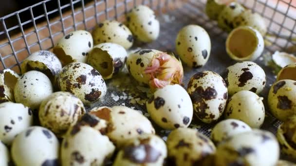 Processo di schiusa di un pulcino di quaglia in un'incubatrice sullo sfondo di uova di quaglia in un allevamento di pollame primo piano . — Video Stock