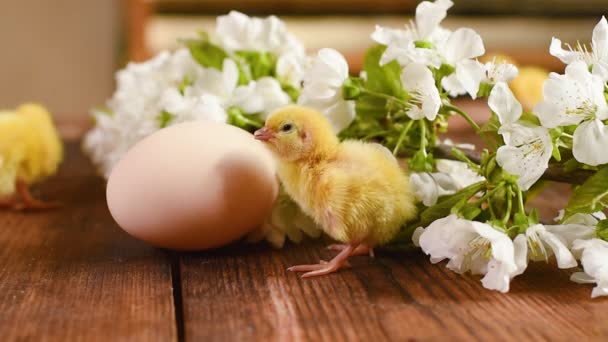 Liten gul kyckling på en trä bakgrund mot bakgrund av en kyckling ägg och en kvist av våren körsbär blommor närbild. — Stockvideo