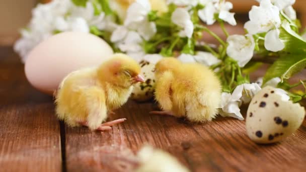 Pequeños pollos amarillos sobre un fondo de madera y sobre un fondo de huevos de pollo y codorniz y una ramita floreciente con flores blancas de cereza. — Vídeos de Stock