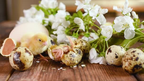 Primo piano del processo di schiusa di un pulcino di quaglia su uno sfondo di legno e sullo sfondo di polli gialli, uova e ramoscelli con fiori di ciliegio bianco . — Video Stock