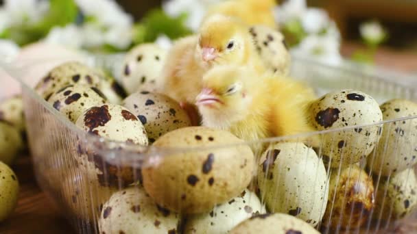 小さな黄色の鶏やウズラのクローズアップ白い春の花を背景に、ウズラの卵を含むプラスチック製の包装の鶏. — ストック動画