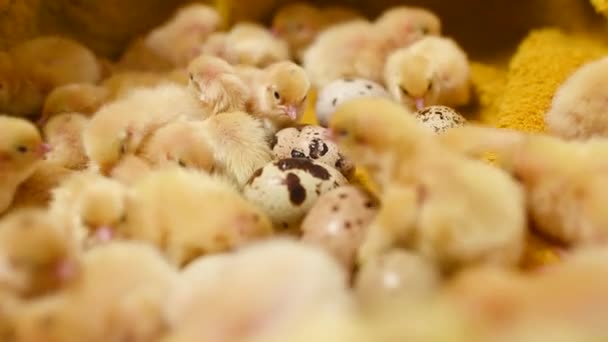 Pequeños polluelos de codorniz amarilla de cerca sobre un fondo amarillo y sobre el fondo de huevos de codorniz en una granja avícola . — Vídeo de stock