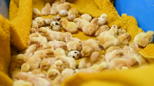 Petits poussins de caille jaune en gros plan sur fond jaune et sur fond d'œufs de caille dans une exploitation avicole . — Video