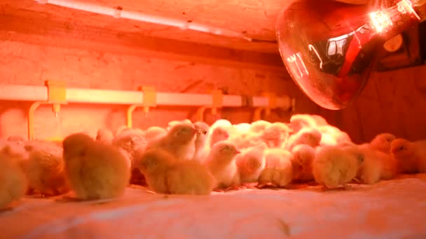 Small chickens or quail are drinking water from a watering can on a poultry farm — Stock Video