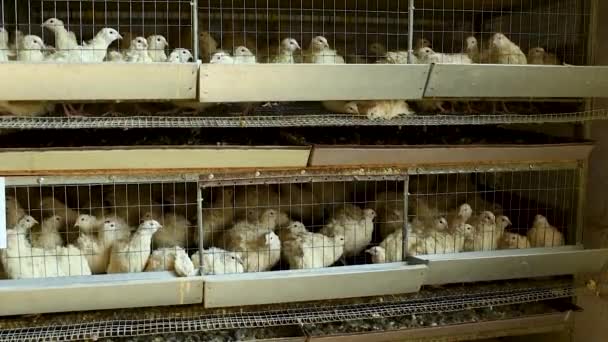 Adult white quail in an aviary eating food and drinking water on a poultry farm — Stock Video