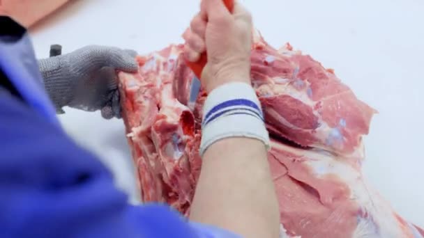 Rzeźnicy kroili wieprzowinę w zakładzie przetwórstwa mięsnego w warsztacie rozbioru. — Wideo stockowe