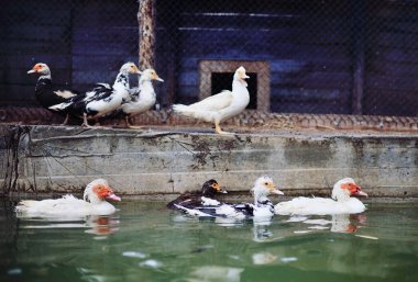 Misk ördekleri ve kazlar kümes hayvanlarının arka planına karşı havuzda yüzer ve yürür.