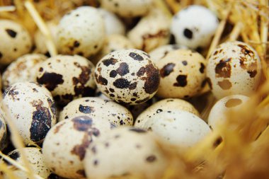 Kümes hayvanları çiftliğinde samanlıkta bıldırcın yumurtası..