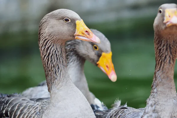 Domestic gray geese close-up on a blurry background. — Stock Photo, Image