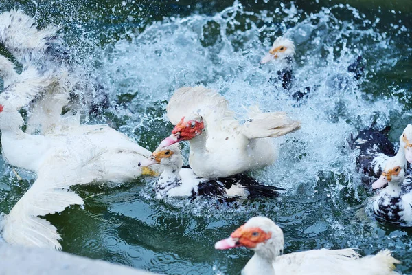 Rebanho de patos almiscarados nadar na água em uma fazenda de aves de capoeira . — Fotografia de Stock