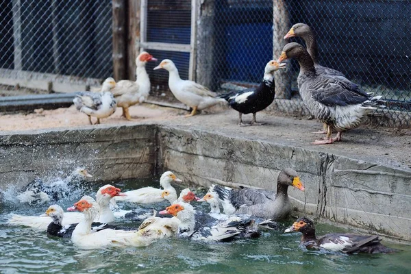 Patos almiscarados e gansos caminham e nadam na piscina na água contra o fundo do galinheiro — Fotografia de Stock