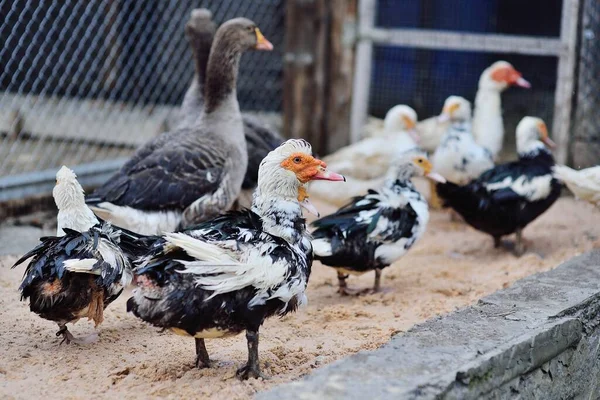 Fekete-fehér pézsmakacsák nyája sétál a baromfiudvar homokján egy baromfitartó gazdaság hátterének hátterében. — Stock Fotó