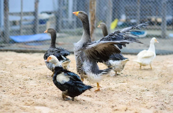 Gansos cinzentos e patos almiscarados caminham no quintal de aves — Fotografia de Stock