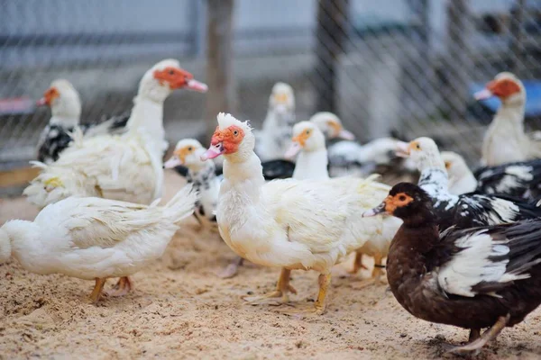 Bandada de patos almizcleros blancos y negros camina sobre la arena en el corral sobre el fondo de una granja avícola . —  Fotos de Stock